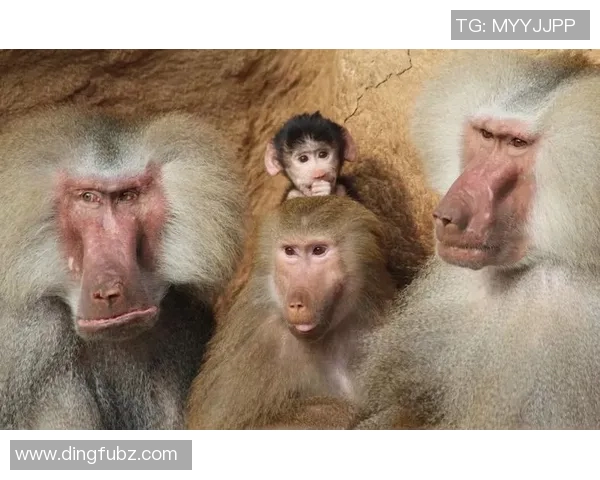 狒狒外号揭晓足球明星背后的趣味故事与传奇人生